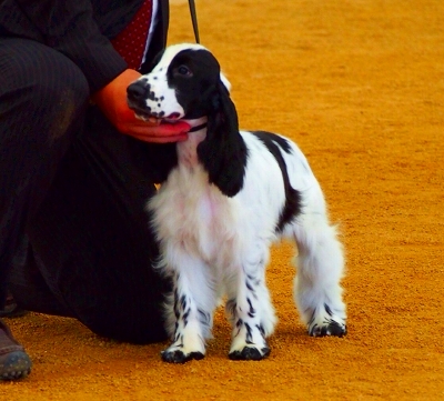 �h�b�O�V���[2012