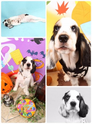 �}�[�J�X�N