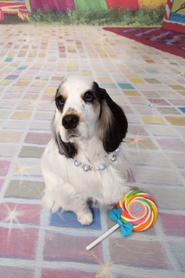 �}�[�J�X�N