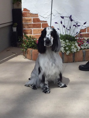 �}�[�J�X�N