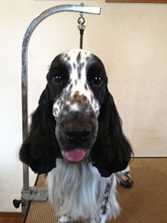 �}�[�J�X�N