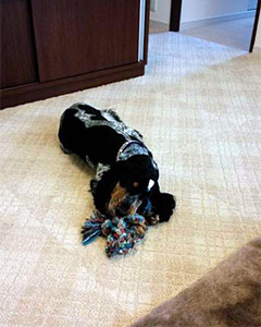 �}�[�J�X�N