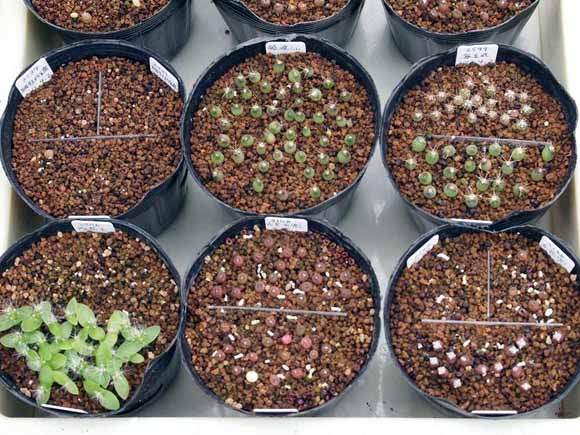 ��50���q(2012/05/17)