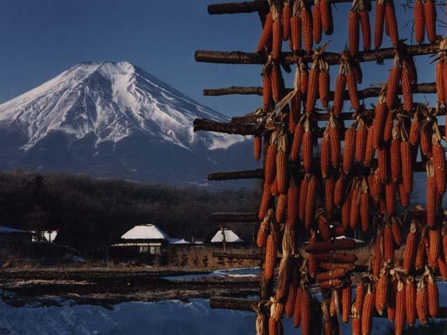 fuyu045.jpg