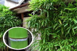 筍の健康効果