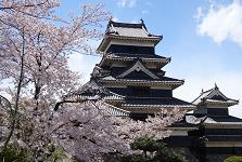 SAKURA2017_A1.JPG - 55,321BYTES