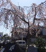 SAKURAA-2.JPG - 10,408BYTES
