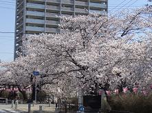 SAKURAA-3.JPG - 14,138BYTES