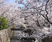 SAKURAA-4.JPG - 12,602BYTES