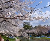 SAKURAB-1.JPG - 14,252BYTES
