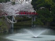 SAKURAB-2.JPG - 8,195BYTES