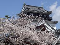 SAKURAB-3.JPG - 10,453BYTES