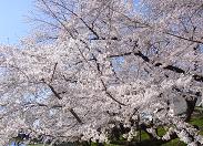 SAKURAB-5.JPG - 10,650BYTES