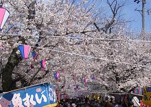 SAKURAC-1.JPG - 15,570BYTES