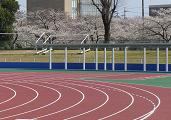 SAKURAC-4.JPG - 6,864BYTES