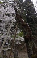 SAKURAE-1.JPG - 9,890BYTES
