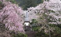 SAKURAE-2.JPG - 10,080BYTES
