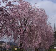 SAKURAE-4.JPG - 10,451BYTES