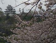 SAKURAE-5.JPG - 9,883BYTES