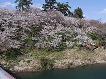 SAKURAF-1.JPG - 11,524BYTES