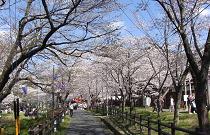 SAKURAF-2.JPG - 12,762BYTES