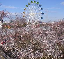 SAKURAG-1.JPG - 17,121BYTES