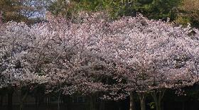 SAKURAG-4.JPG - 16,420BYTES