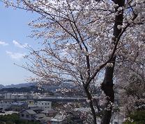 SAKURAH-2.JPG - 14,631BYTES
