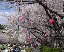 SAKURAH-3.JPG - 15,073BYTES
