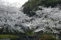 SAKURAH-4.JPG - 9,562BYTES