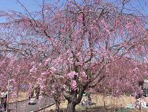 SAKURAJ-1.JPG - 14,054BYTES