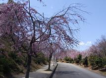 SAKURAJ-3.JPG - 11,353BYTES