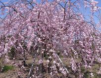 SAKURAJ-4.JPG - 14,854BYTES