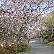 SAKURAK-1.JPG - 20,088BYTES