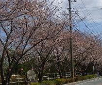 SAKURAK-4.JPG - 13,654BYTES