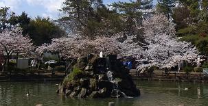 SAKURAL-1.JPG - 15,805BYTES