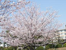 GAKKO3-1.JPG - 19,496BYTES