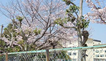 GAKKO5-1.JPG - 28,922BYTES