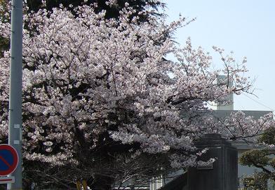 GAKKO6-1.JPG - 36,169BYTES