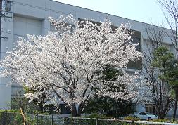 GAKKO7-1.JPG - 17,489BYTES