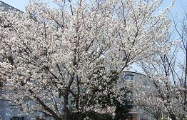 GAKKO7-2.JPG - 20,056BYTES