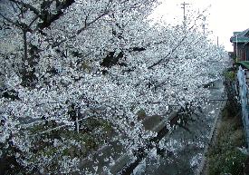 sakura1.jpg