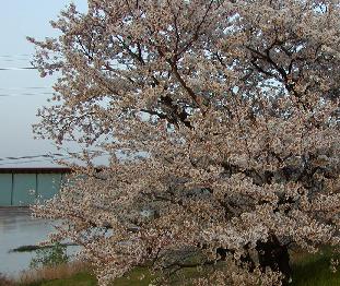 sakura2.jpg