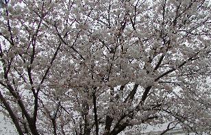sakura2005-2.JPG
