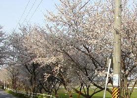 sakura3.jpg