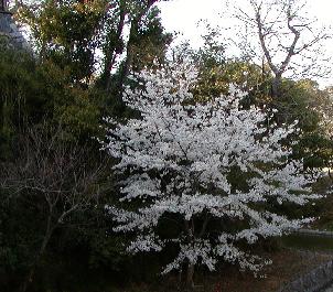 sakura4.jpg