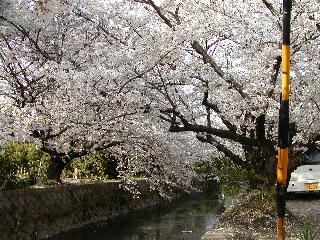 sakura6.jpg