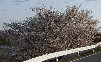 sakura7.jpg