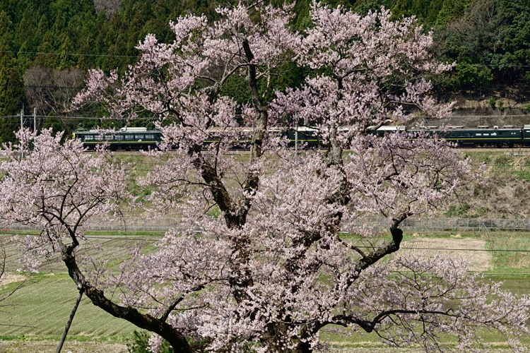 清水の桜 清水の桜