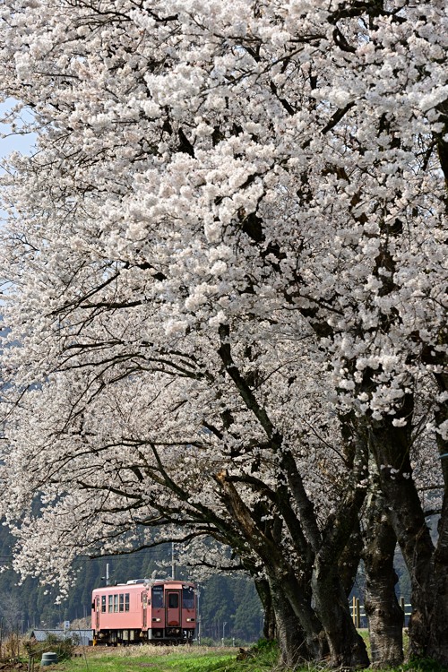桜並木の駅へ 桜並木の駅へ